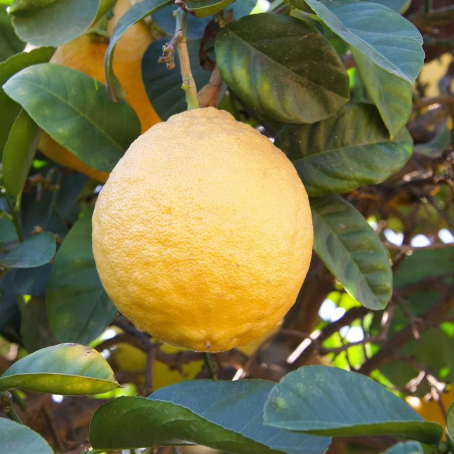 Ponderosa Lemon Fruit Seeds for Planting - Grow This Aromatic Fruit for Your Garden, Heirloom & GMO Free Seeds
