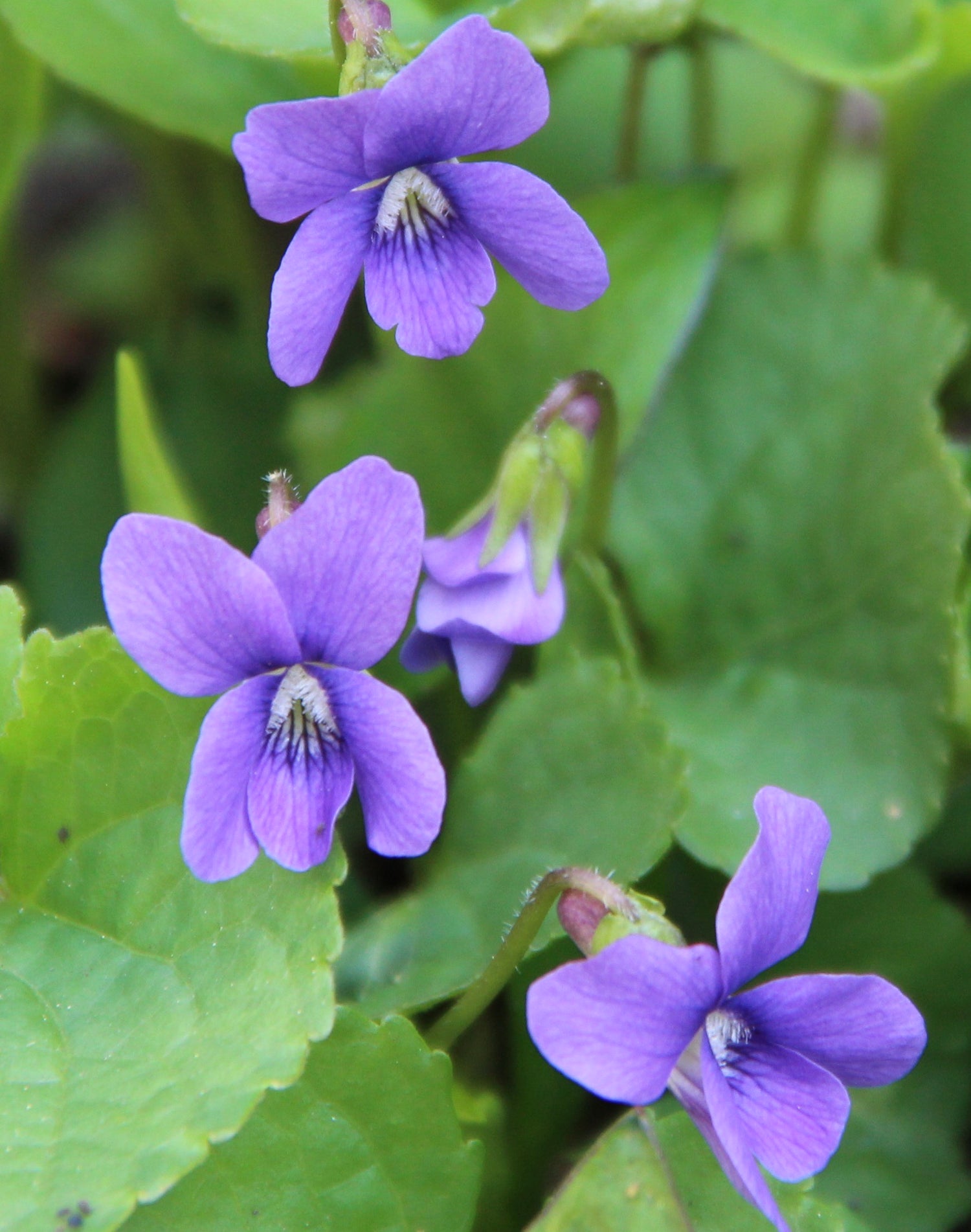 Sweet Violet Flower Seeds