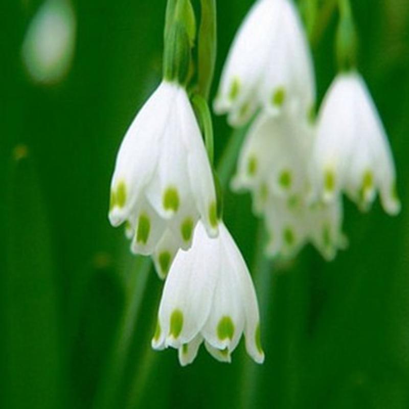 White Rich Aroma Flower Seeds for Planting - 100 seeds for planting in home garden