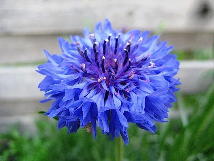 Heirloom Non-GMO Ranunculus Flower Seeds for Planting – Blue Blooms, Vibrant and Elegant