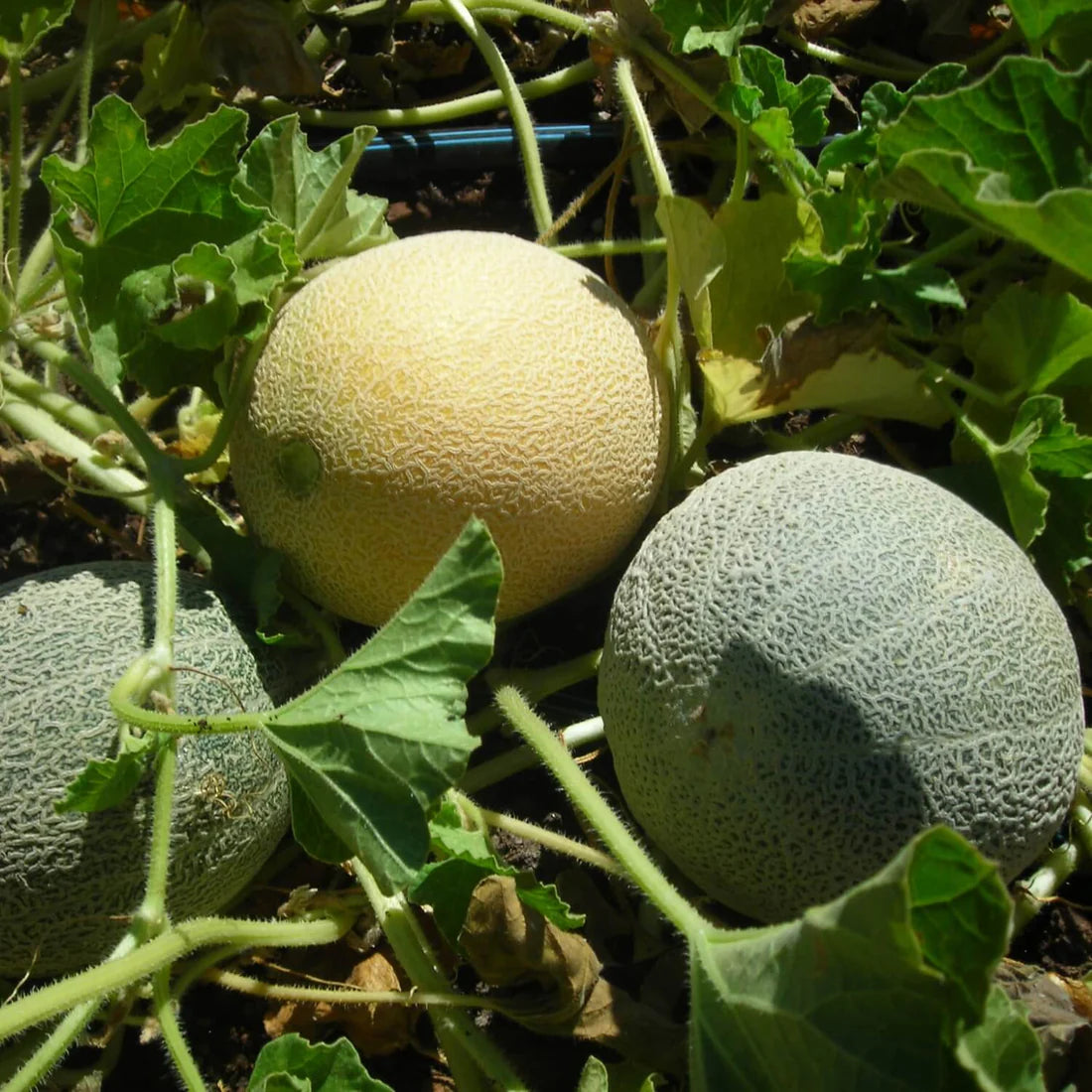 Orange Musk Melon Fruit Seeds for Planting - Heirloom & Non-GMO Seeds