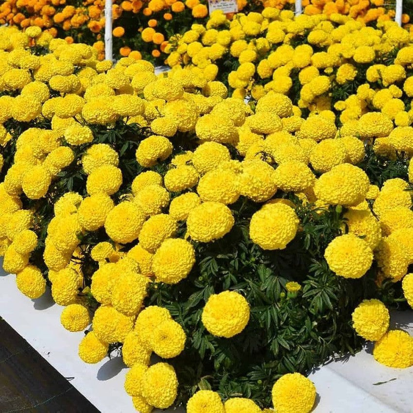 Goldmelisse Flower Seeds for Planting - 100 pcs for planting in your garden.