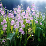 Purple Lily of the Valley flower Seeds for Planting - Non-GMO and Heirloom garden seeds for planting in your garden.