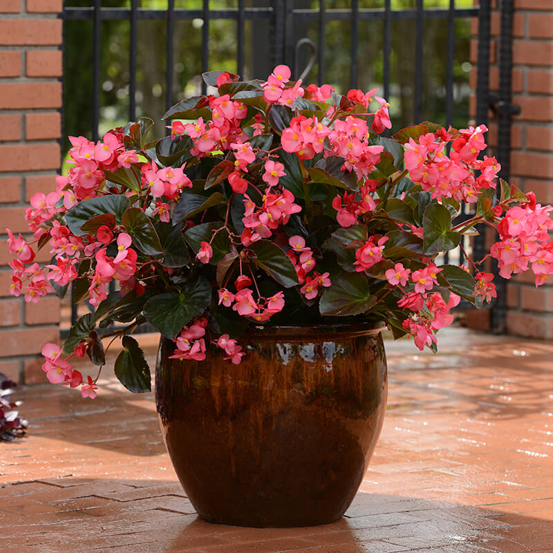 Rose with Bronze Leaf Begonia Seeds