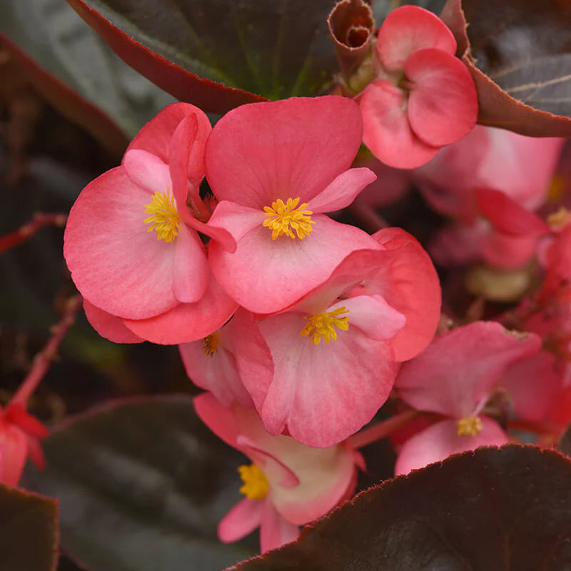 Rose with Bronze Leaf Begonia Seeds