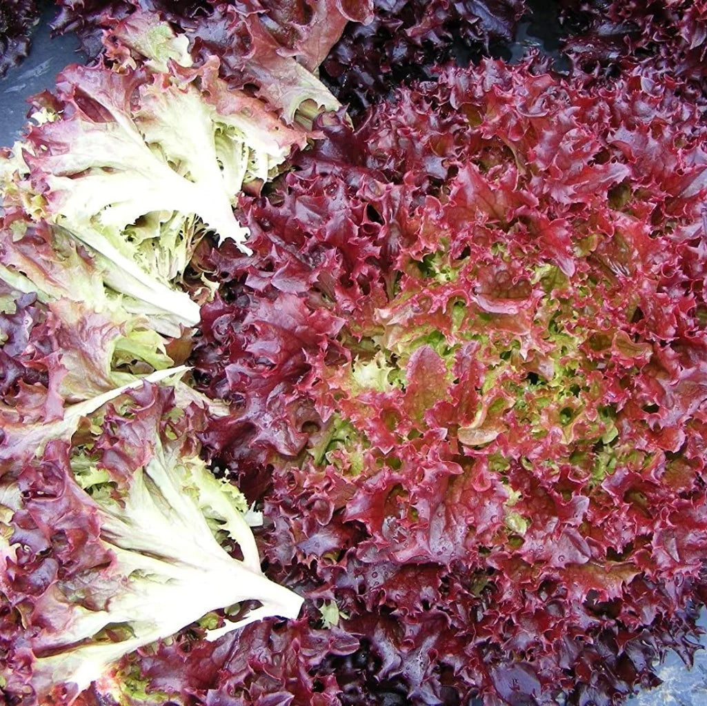 fresh Lolla Rossa lettuce leaves in salad bowl

