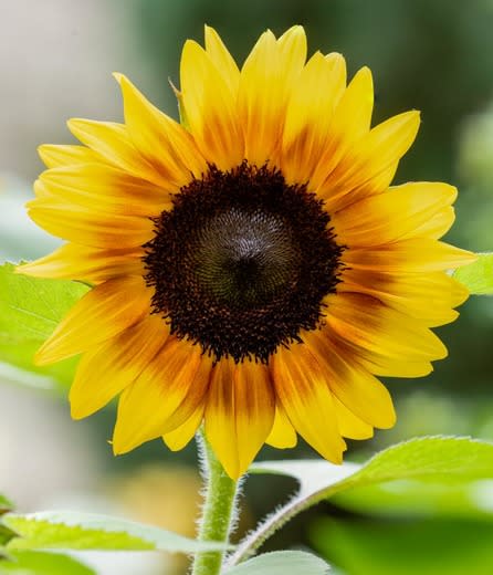 Helianthus Annuus Sunzilla Sunflower Seeds Giant Sunflower Seeds for Planting in Garden and Fields