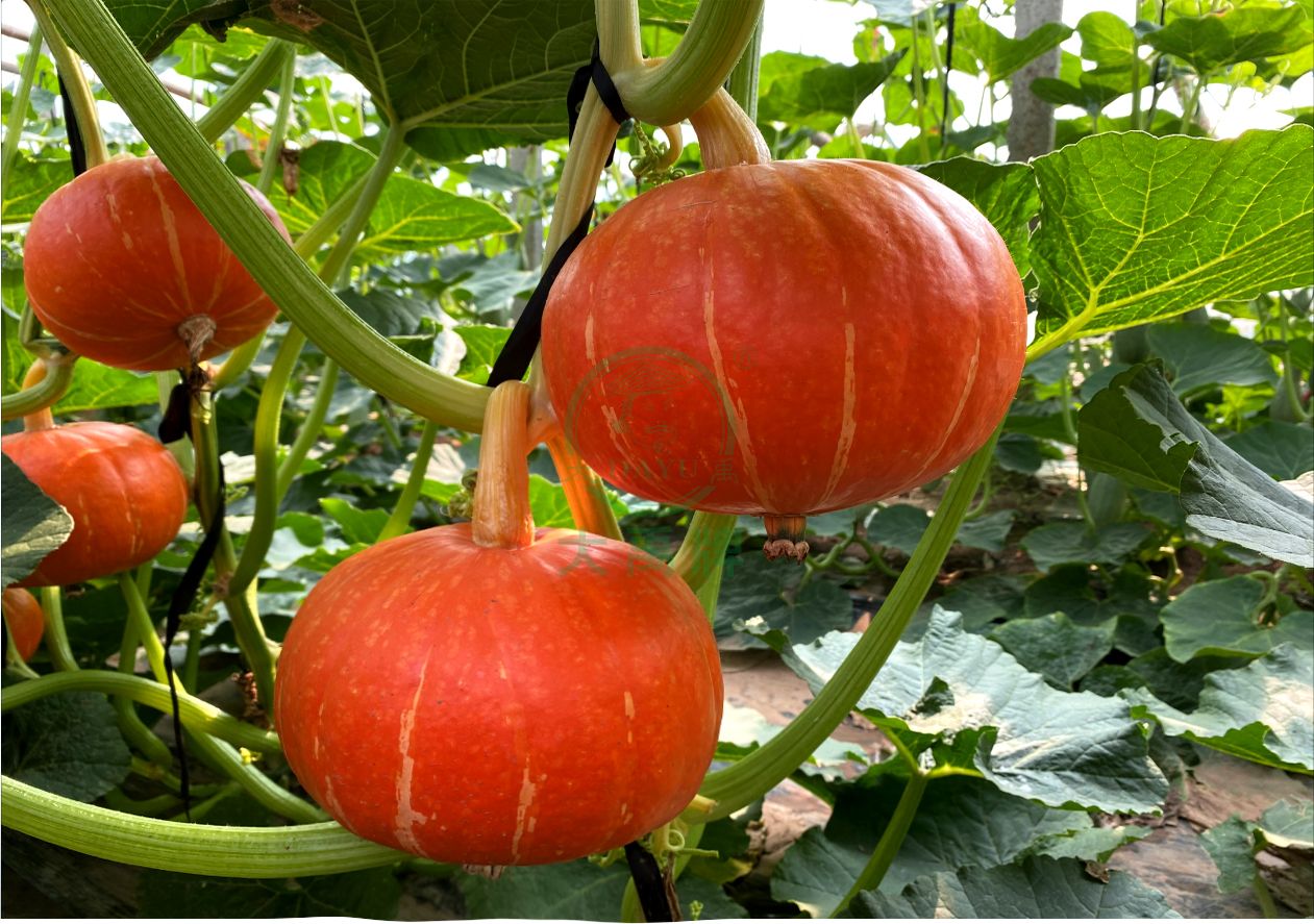 Pumpkin Cucurbita pepo vegetable seeds for planting in home garden containers or backyard gardening