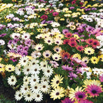 flowers high quality flower seeds for growing vibrant and colorful blooms in home gardens and landscapes organic flowers premium organic flower seeds for sustainable gardening and beautiful blossoms suitable for all climates