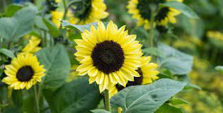Helianthus Annuus Sunzilla Sunflower Seeds Giant Sunflower Seeds for Planting in Garden and Fields