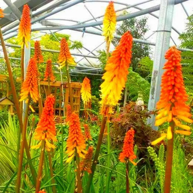 Red Hot Poker Kniphofia uvaria flower seeds for planting in sunny garden borders