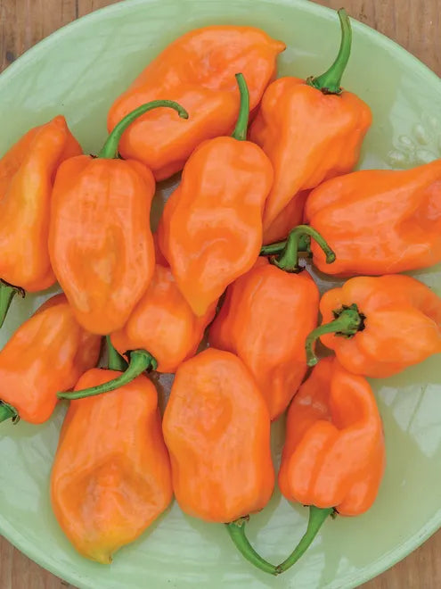 Hot Pepper Seeds - Habanero Orange