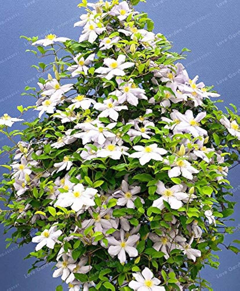 Clematis Hybrid Vine Flower Seeds with Bonus Petunia Seeds