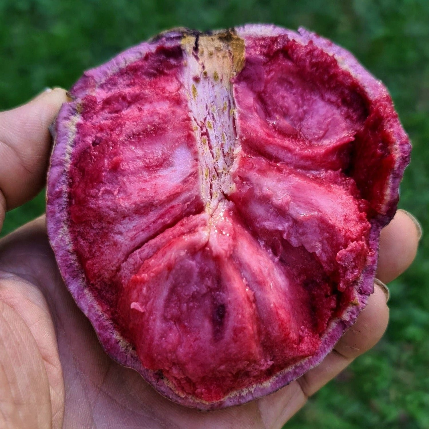 Ilama (Annona diversifolia)