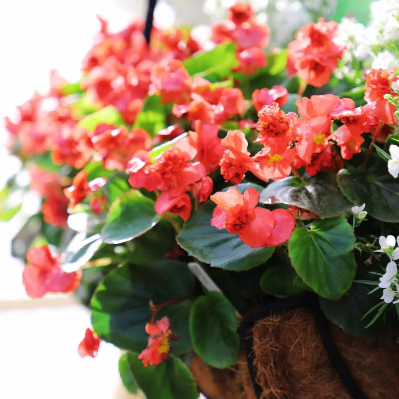 Fiona Red Begonia Seeds