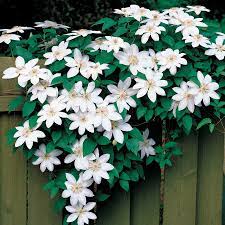 Clematis Hybrid Vine Flower Seeds with Bonus Petunia Seeds