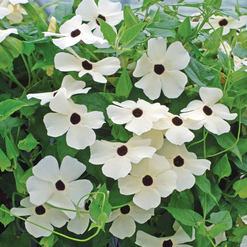 flowers high quality flower seeds for growing vibrant and colorful blooms in home gardens and landscapes organic flowers premium organic flower seeds for sustainable gardening and beautiful blossoms suitable for all climates