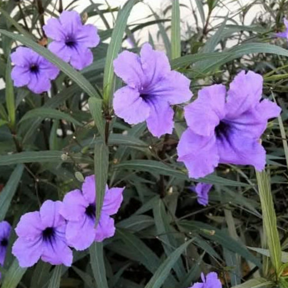 Heirloom Ruellia humilis Seeds – Non-GMO Flower Seeds for Planting - Ruellia for planting in home garden