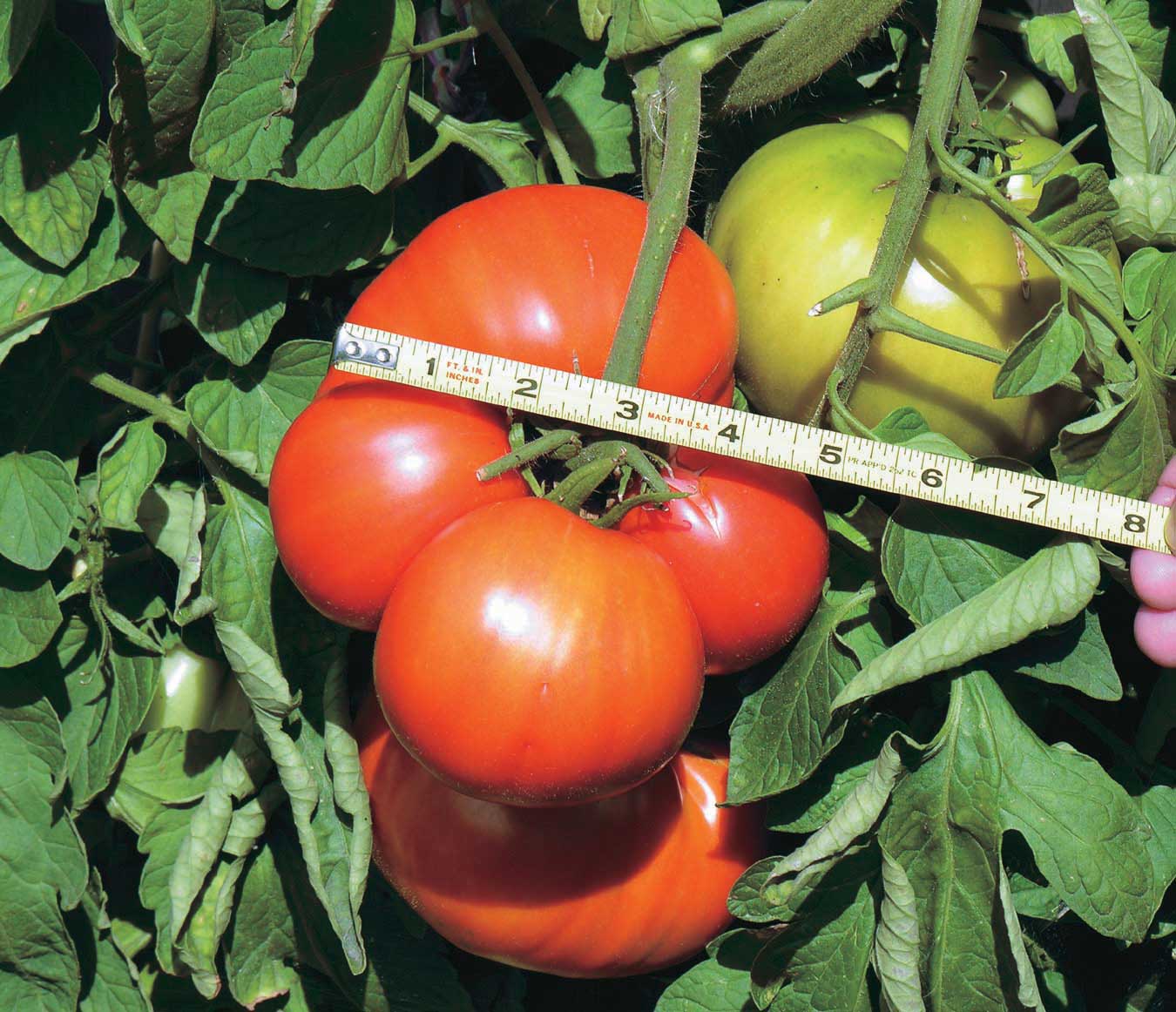 Tomato Solanum Lycopersicum Giant Monster Vegetable Seeds for Planting – Large Fruit Variety for Backyard Garden and Slicing