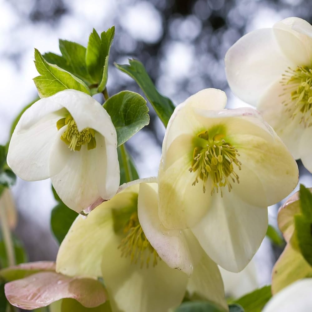 Helleborus Hybridus Double Roses Seeds Winter Blooming Flower Seeds for Planting in Shaded Gardens