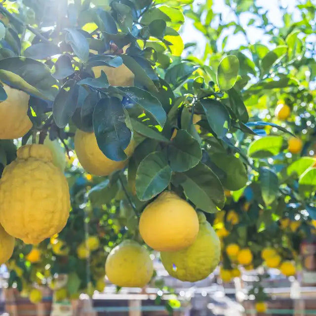 Ponderosa Lemon Fruit Seeds for Planting - Grow This Aromatic Fruit for Your Garden, Heirloom & GMO Free Seeds