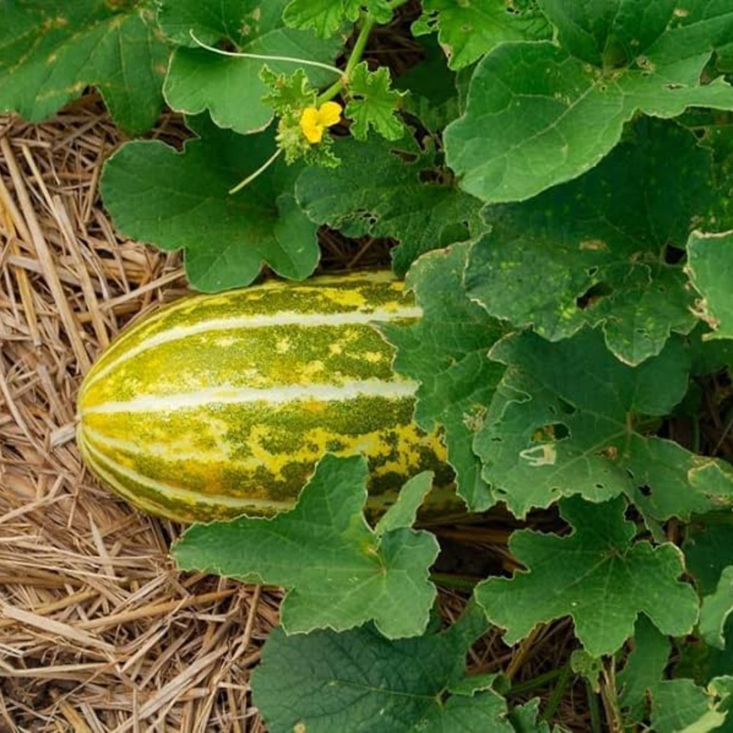 Bateekh Samara Melon Fruit Seeds for Sweet and Refreshing Melon Varieties