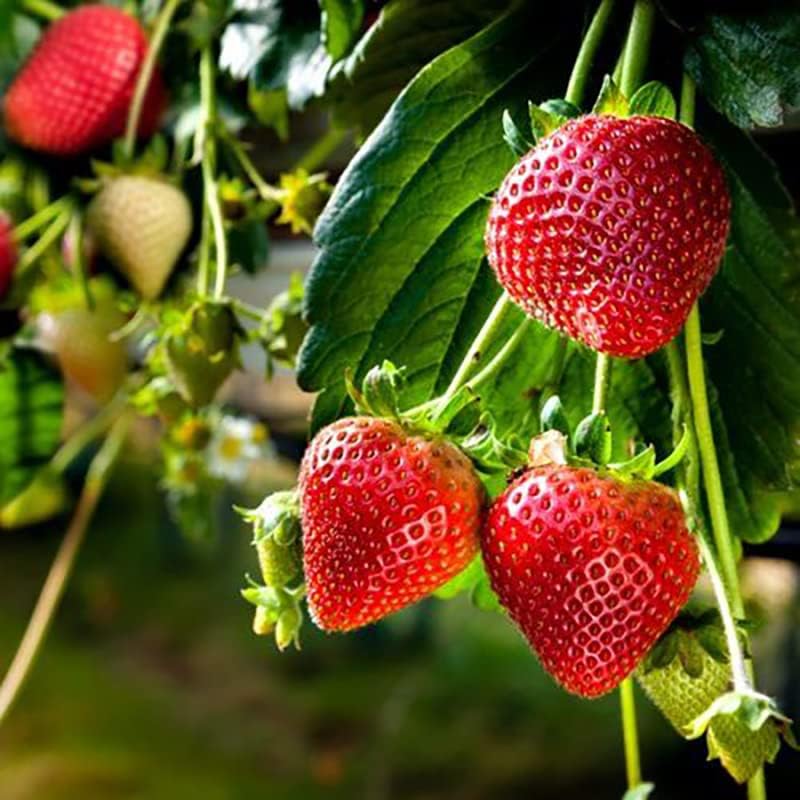 Japanese Hokowase Strawberry Fruit Seeds for Planting - Sweet, Early-Season Harvests, Heoirloom Seeds