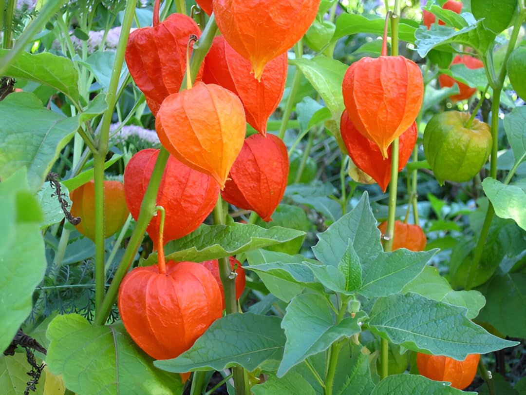 Physalis Fruit Seeds for Growing Tangy and Nutrient-Rich Berries