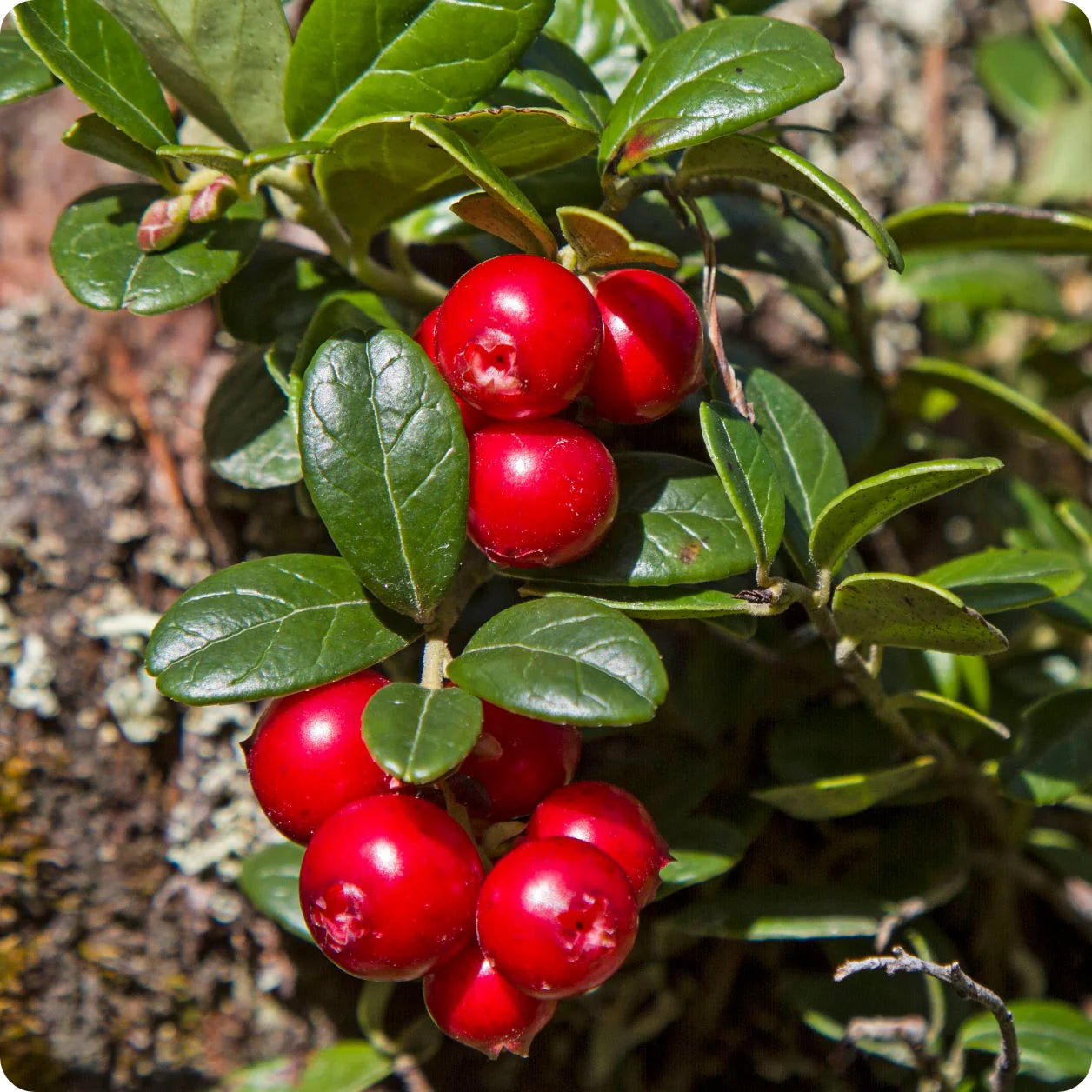 Cranberry Fruit Seeds for Planting – Growing Tart, Healthy Cranberries, Heirloom & Non-GMO seeds