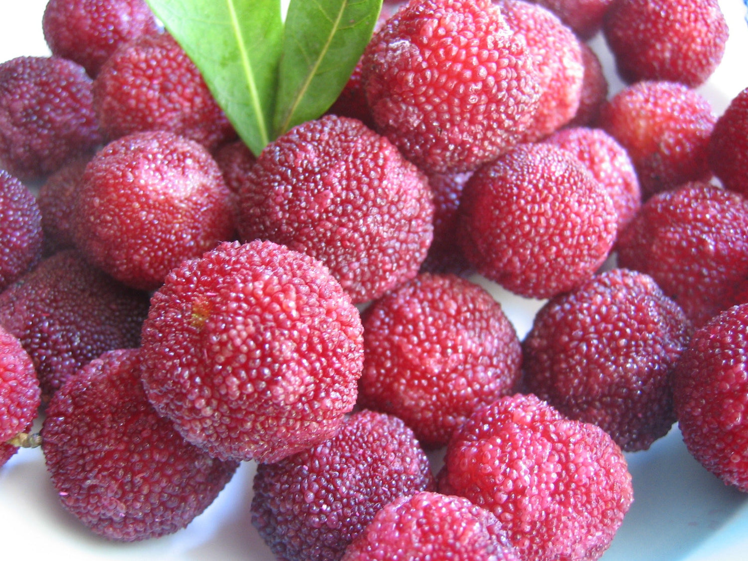 Pink Arbutus Bayberry Fruit Seeds for Planting -Ideal for Home Garden, Heirloom Seeds