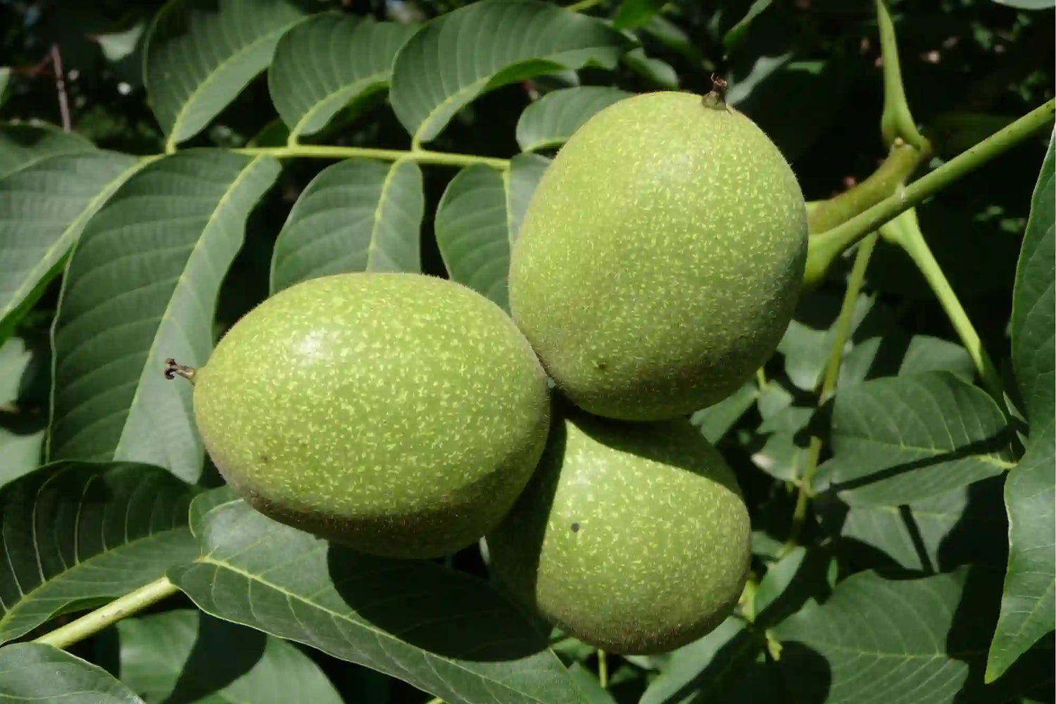 Green Walnut Plant Seeds - Grow Your Own Nut Trees with High-Quality Seeds