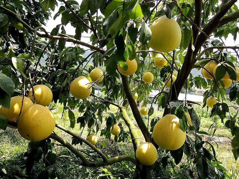 Pomelo Fruit Seeds - A Juicy and Sweet Tropical Fruit for Cultivation