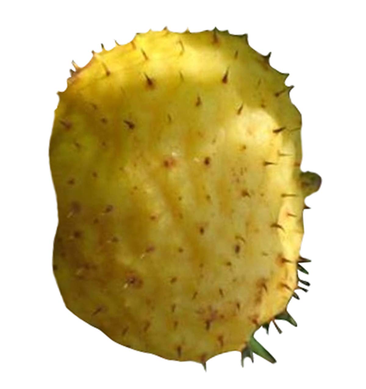 Wild Rosa Roxbunghii Fruit Seeds - Rare Fruit for Your Garden or Orchard