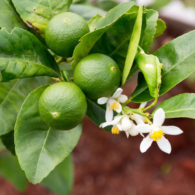Lime Fruit Seeds for Growing Tangy and Refreshing Lime Trees