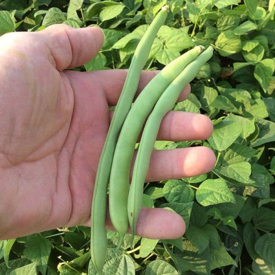 Bean Seeds (Bush) - Greencrop