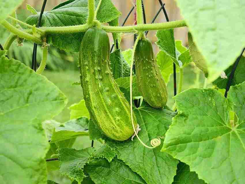 Cucumber Veselyye Motylki F1 Cucumis sativus vegetable seeds for planting in home garden or raised beds