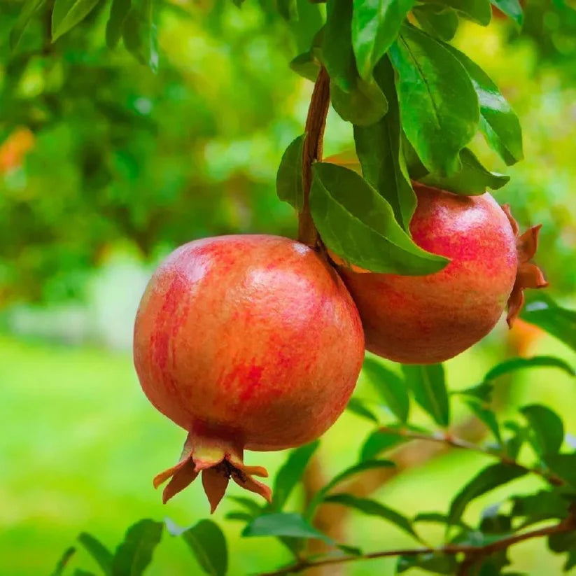 Burgundy Pomegranate Fruit Seeds - Super Juicy, Soft Seeds & Vibrant Color