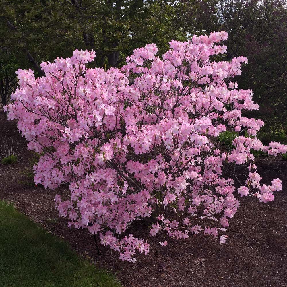 Azalea Rhododendron schlippenbachii Royal Flowering Seeds For Planting in home garden or shaded beds