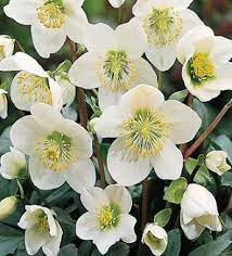 Helleborus Hybridus Double Roses Seeds Winter Blooming Flower Seeds for Planting in Shaded Gardens