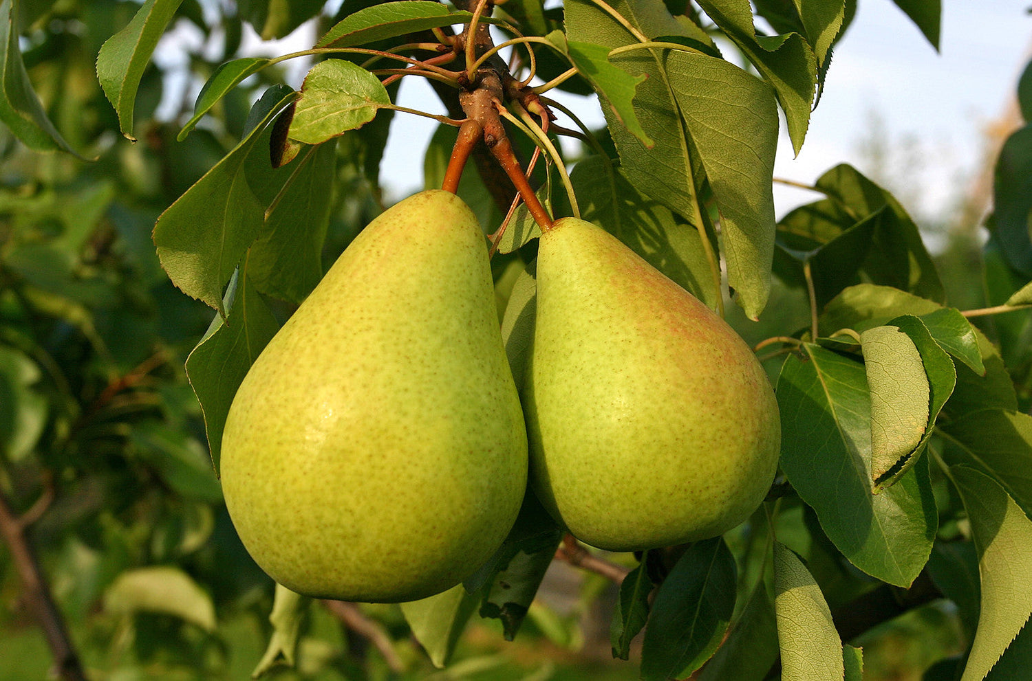 European Pear (Pyrus communis)