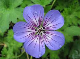 Geranium Wallichianum Seeds Himalayan Cranesbill Seeds for Planting in Borders and Cottage Gardens