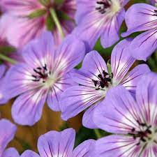 Geranium Wallichianum Seeds Himalayan Cranesbill Seeds for Planting in Borders and Cottage Gardens