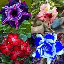 Adenium Desert Rose Rare Color Flower Seeds