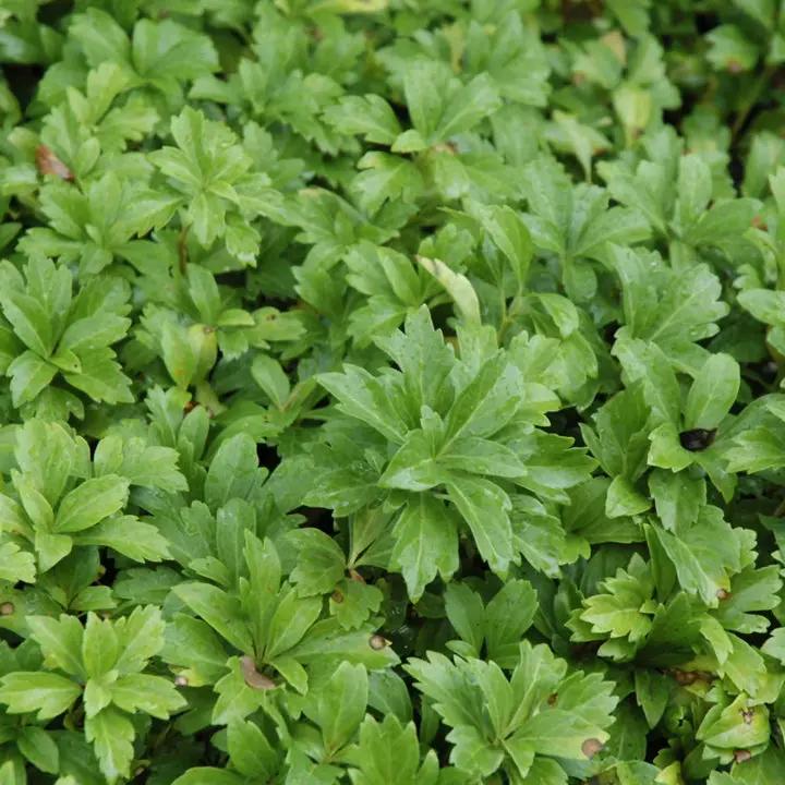 Pachysandra Plant Seeds for Planting NON GMO Seeds Dhara Seeds