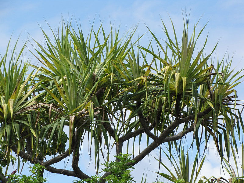 Ula (Pandanus tectorius) - Hala Fruit