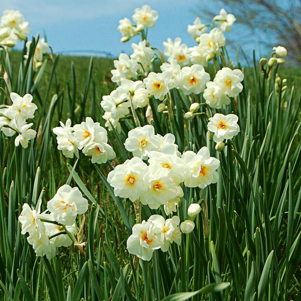 Daffodil Bulbs (Double) - Sir Winston Churchill