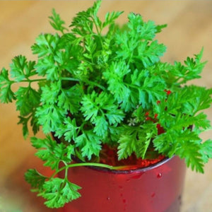 chervil microgreens grown indoors under grow lights

