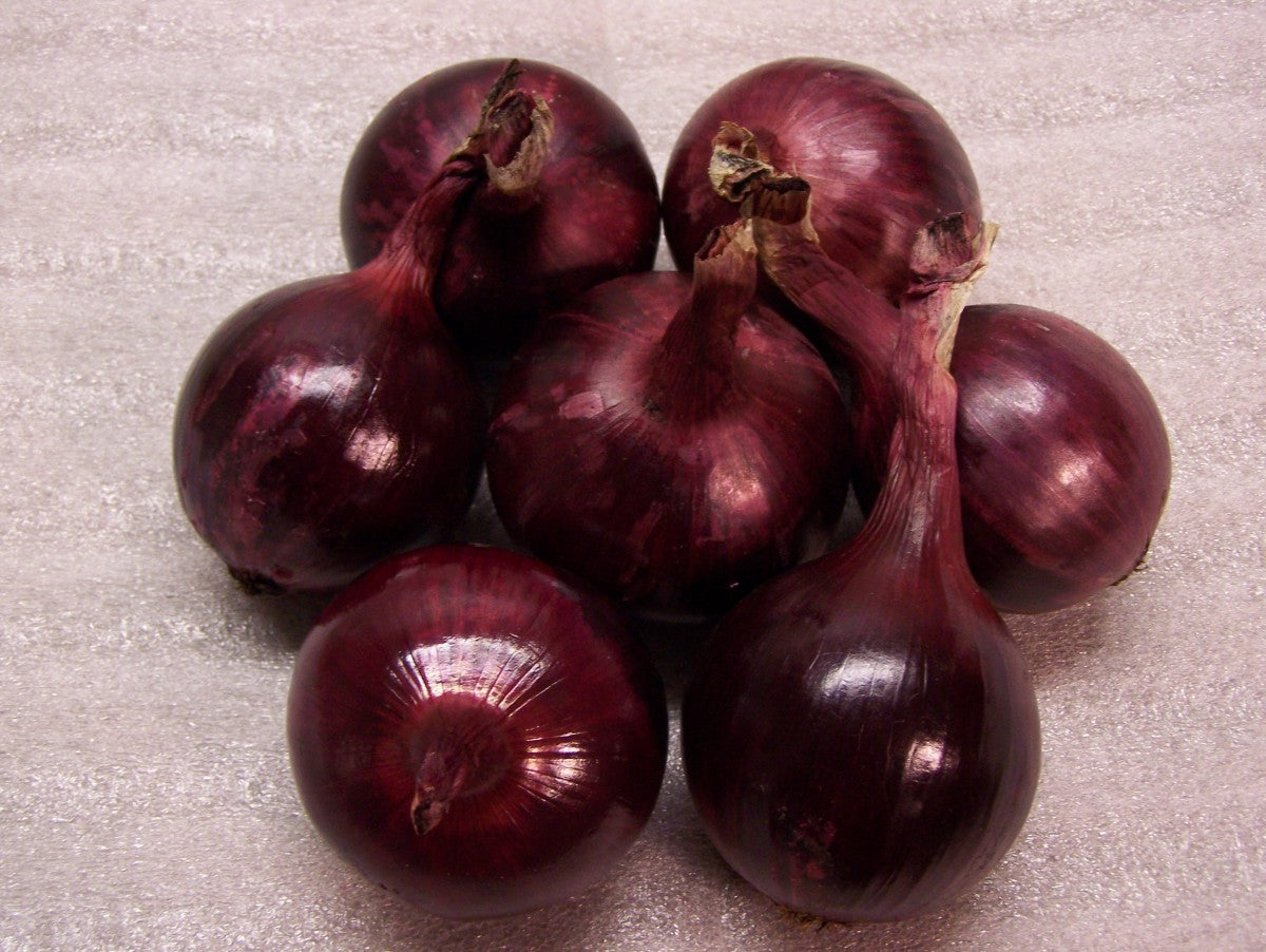 Onion Red Bull Allium cepa vegetable seeds for planting in backyard garden or kitchen garden