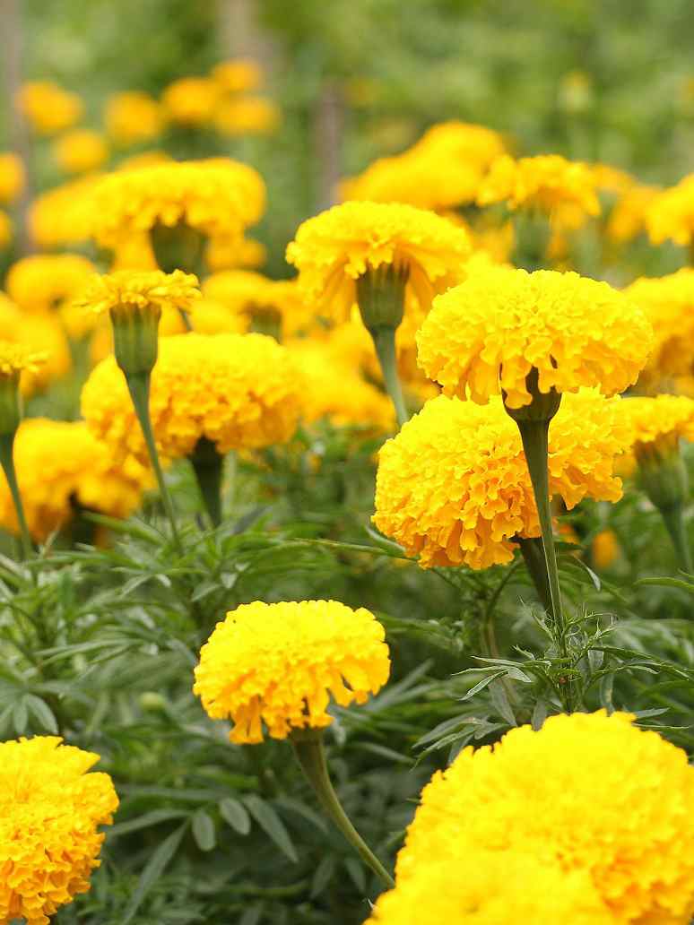 Tagetes Sparky Marigold Flower Seeds (Bulk) for Vibrant Bedding and Border Planting