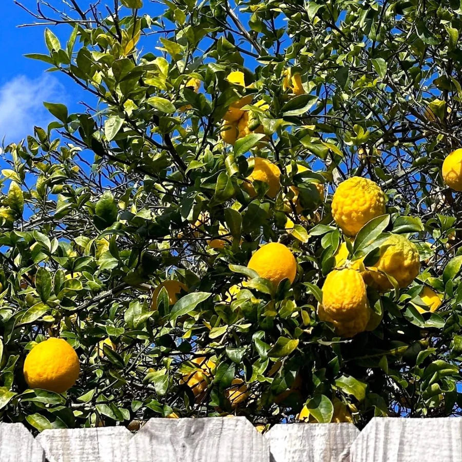 Ponderosa Lemon Fruit Seeds for Planting - Grow This Aromatic Fruit for Your Garden, Heirloom & GMO Free Seeds